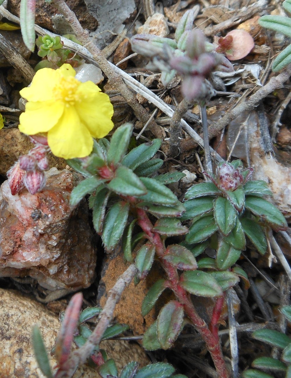 Helianthemum oelandicum subsp. italicum / Eliantemo rupino